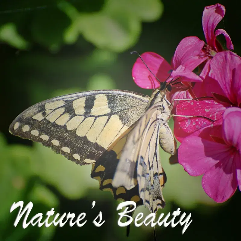 Nature's Beauty