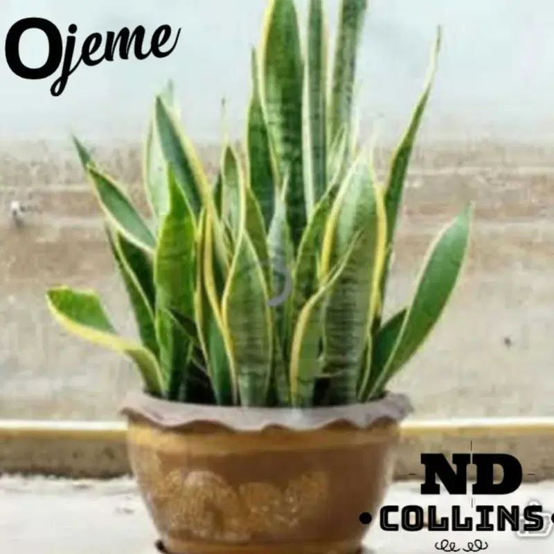 Ojeme