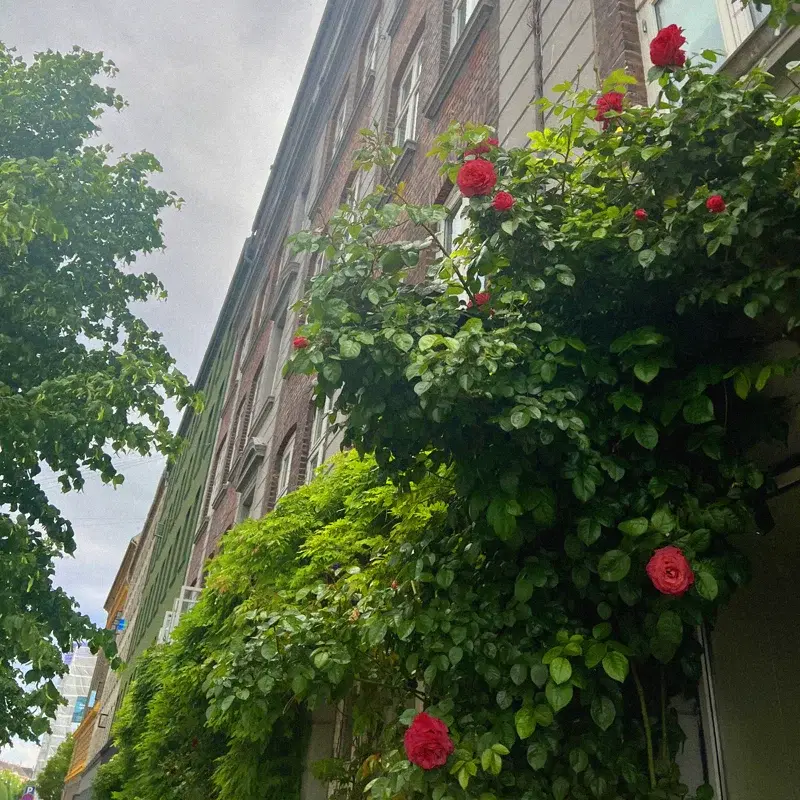 Kærester