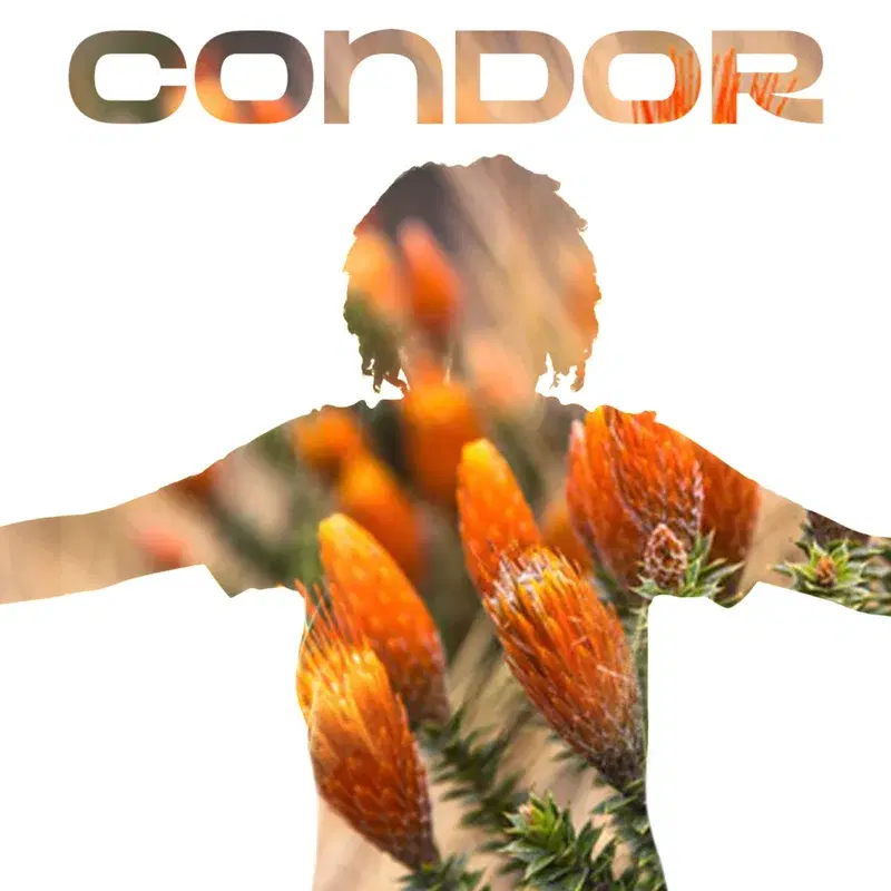 Cóndor