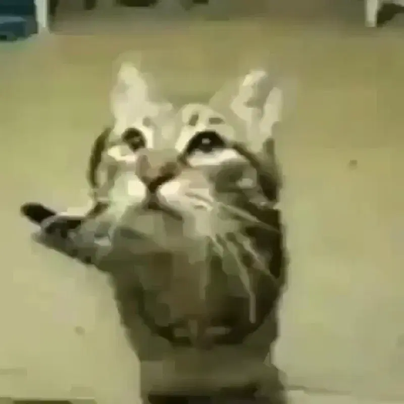 Meow - slowed + reverb