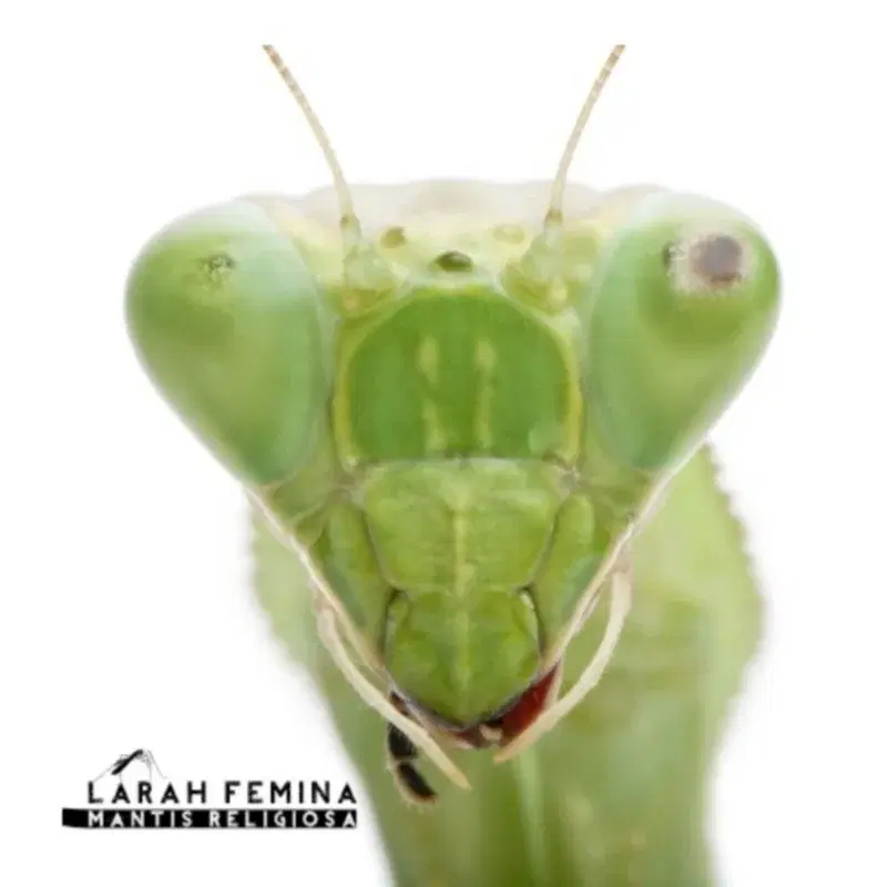 Mantis Religiosa