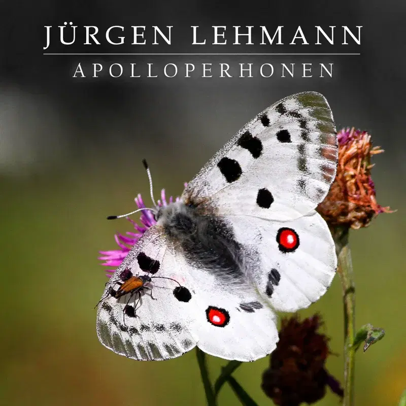 Apolloperhonen