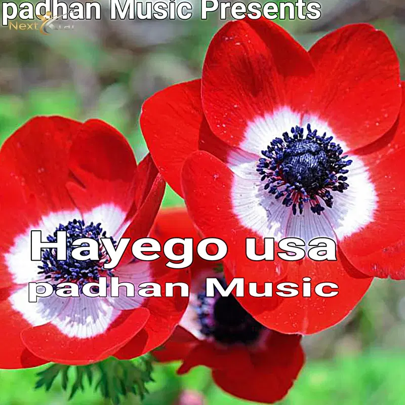 Hayego USA