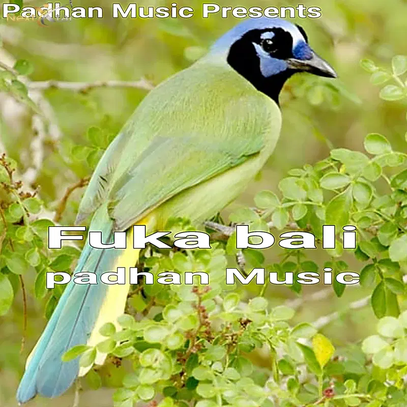 Fuka Bali