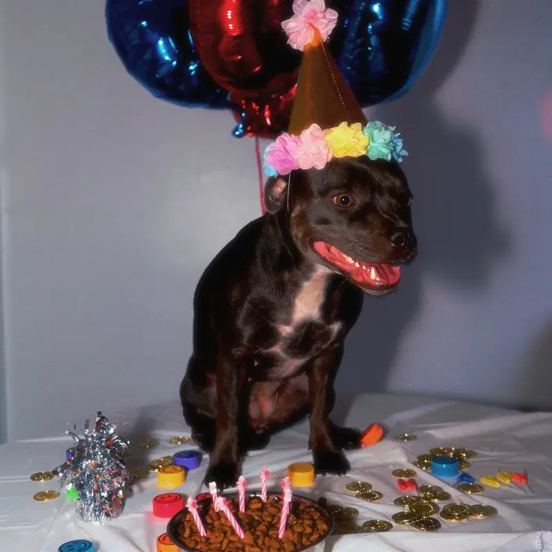 Birthday Party