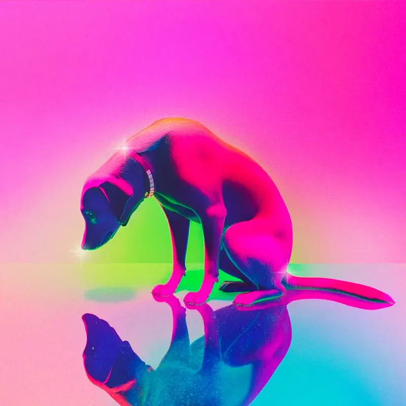 Dog's Poop
