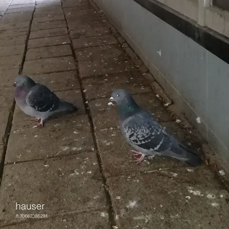 Valkoinen hetero/Singulariteetti II