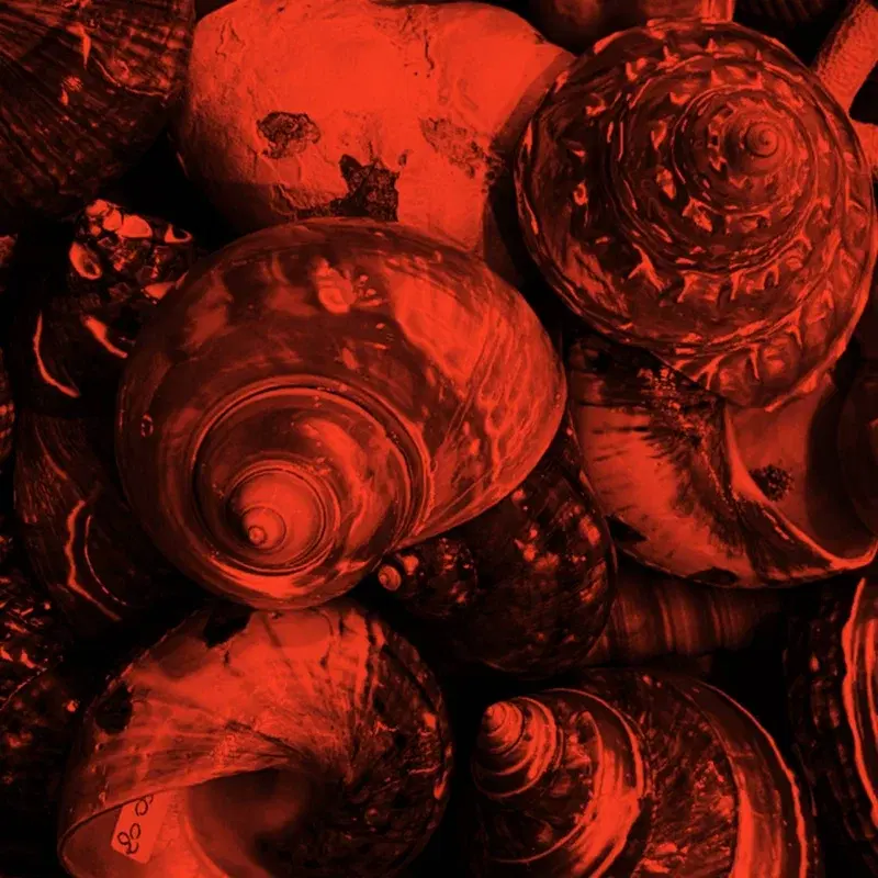 Shell (feat. Francesco Megna)