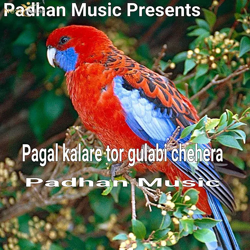 Pagal Kalare Tor Gulabi Chehera