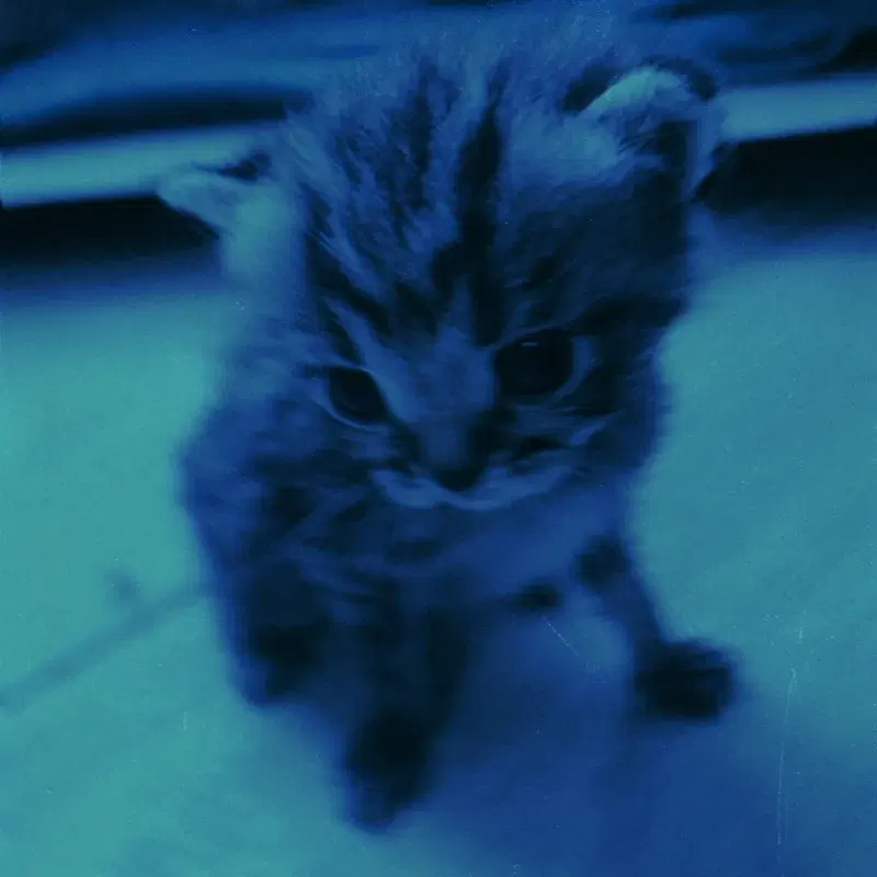 purrs