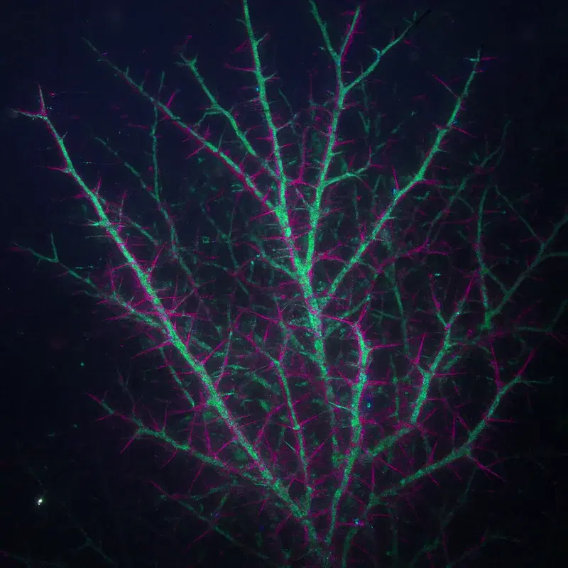 Submerged Data