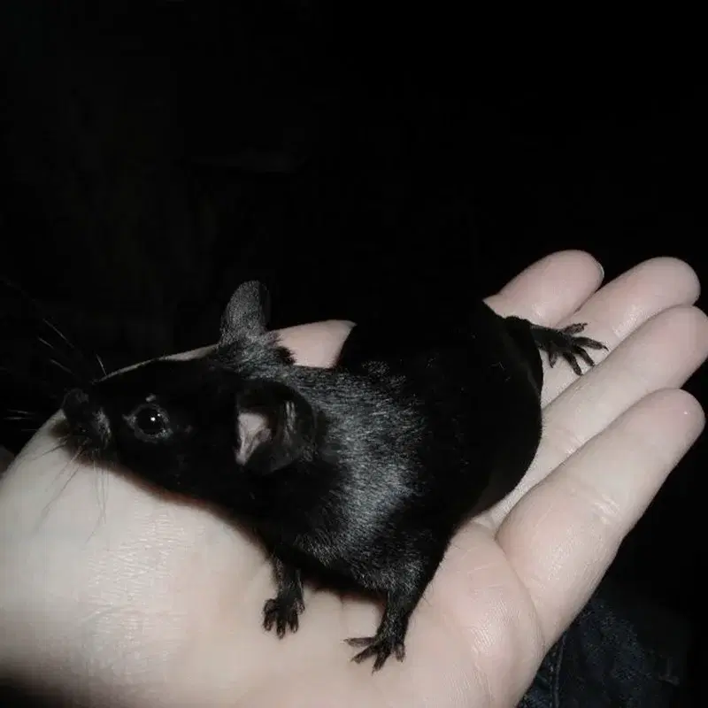 RAT