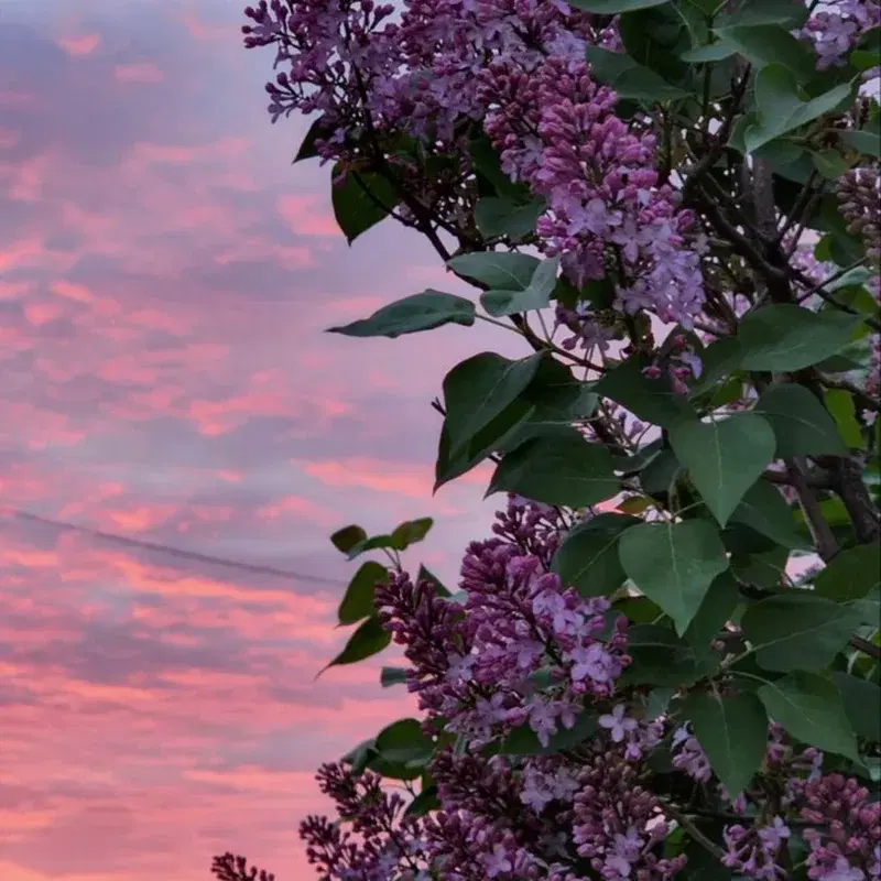 april lilac