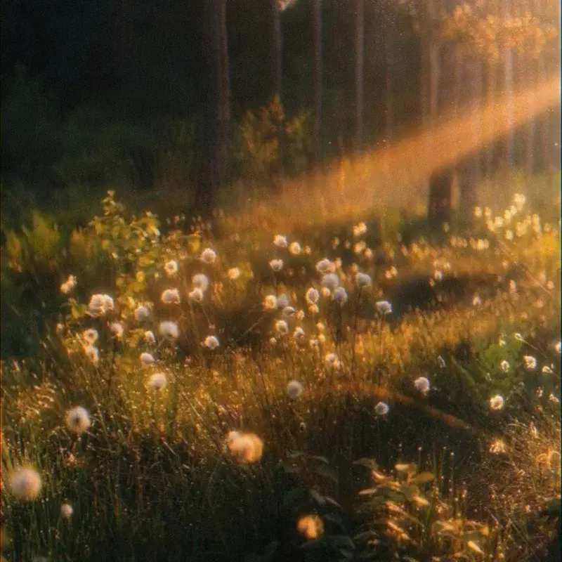grassland