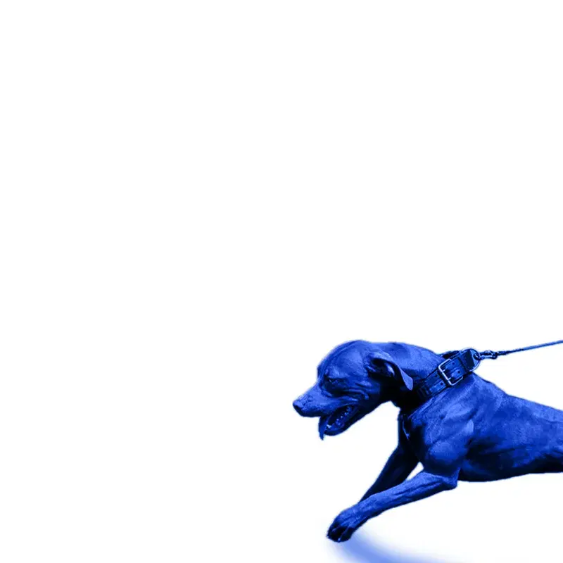 A Hit Dog Gon Holla