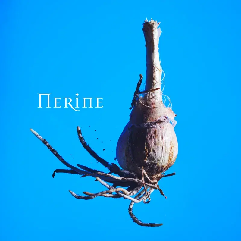Nerine