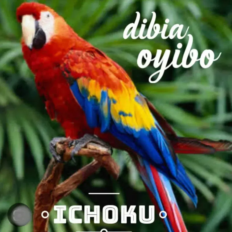 Dibia Oyibo