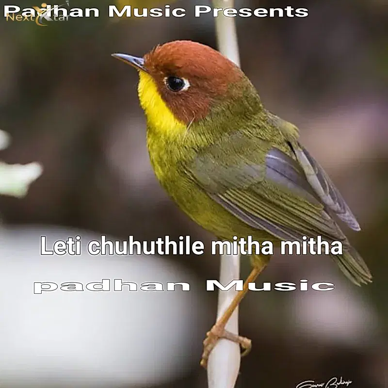 Leti Chuhuthile Mitha Mitha