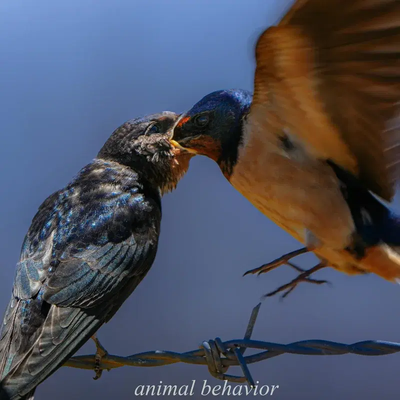 animal behavior