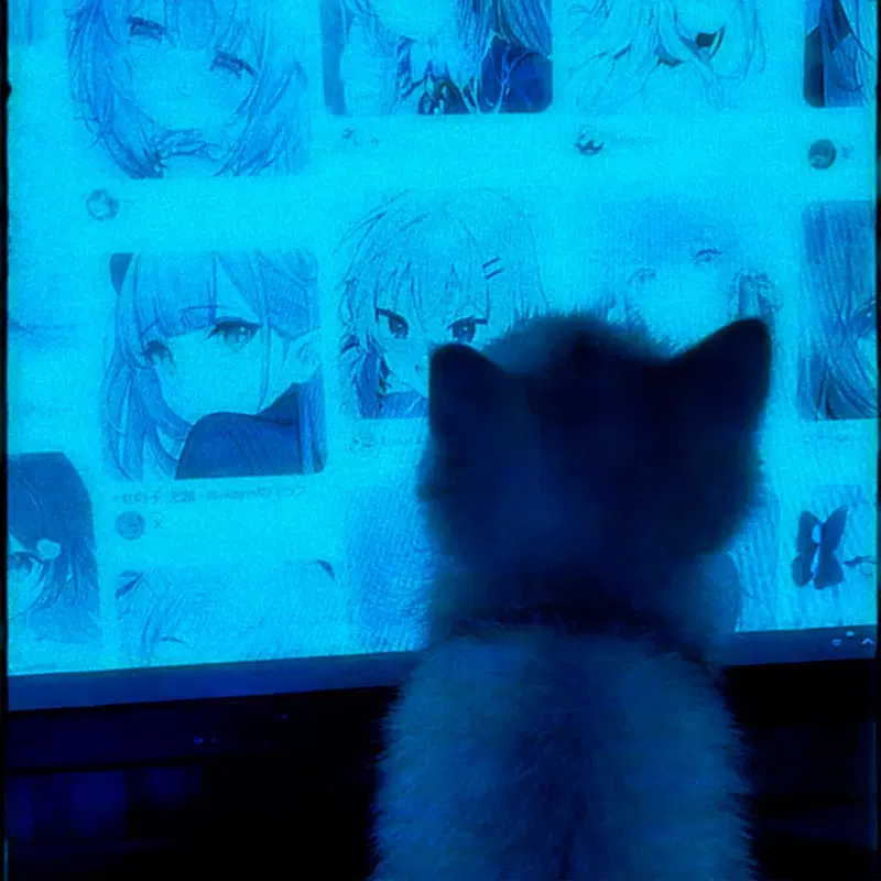 my kitten