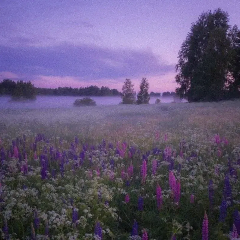 summer flowers
