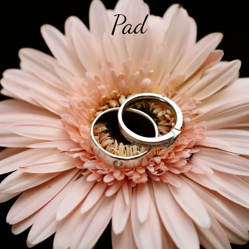 gerbera daisy