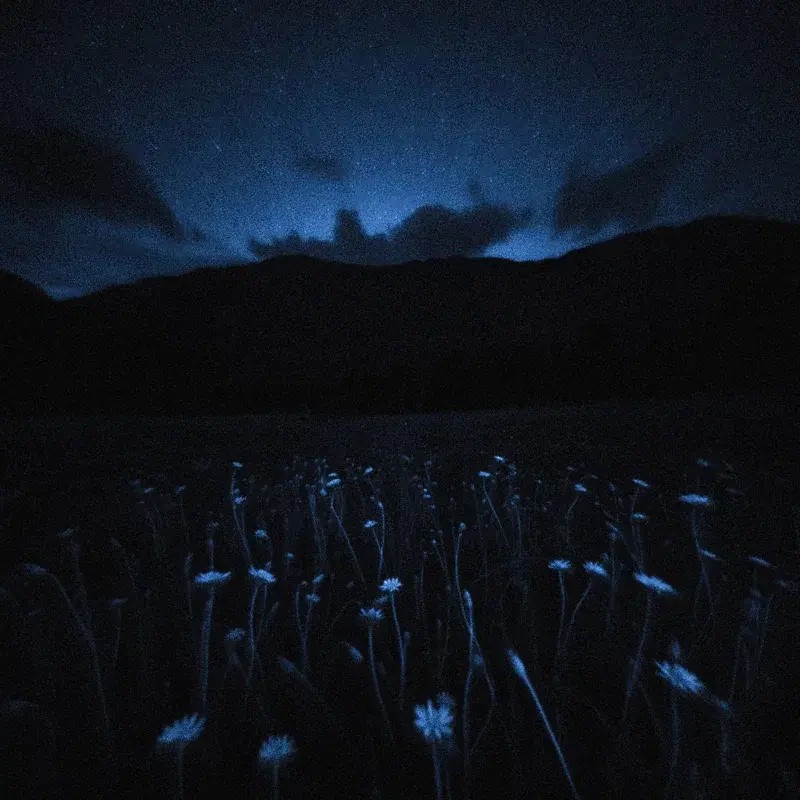 i miss at night