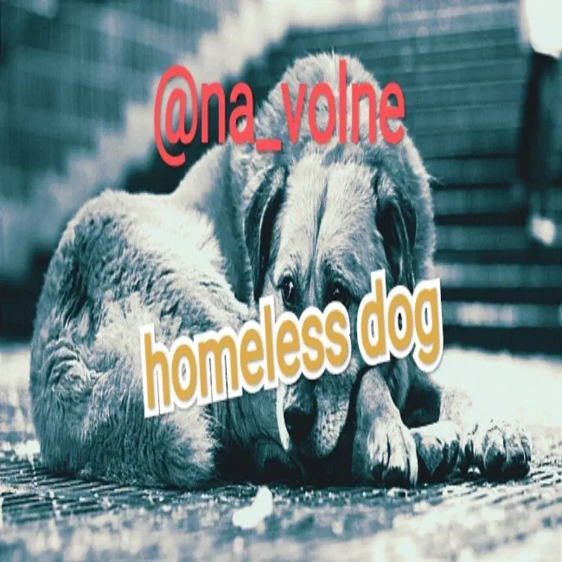 homeless dog