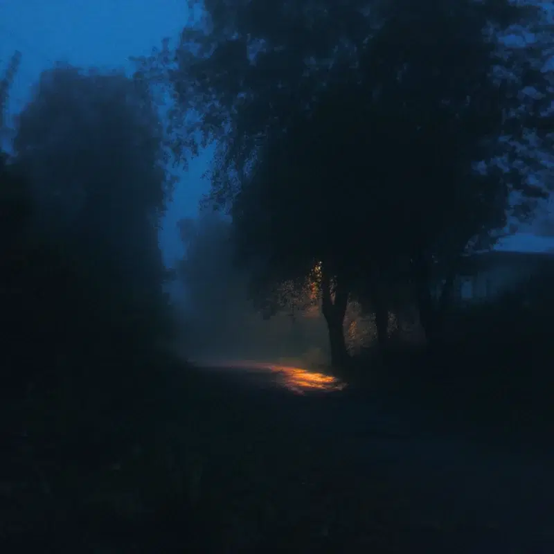midnight forest