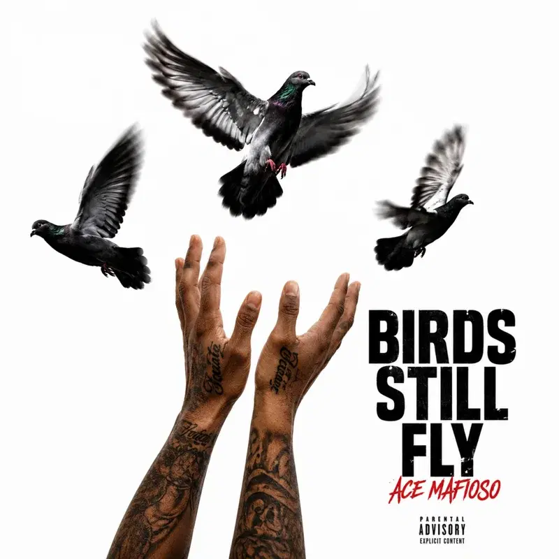 Birds Still Fly