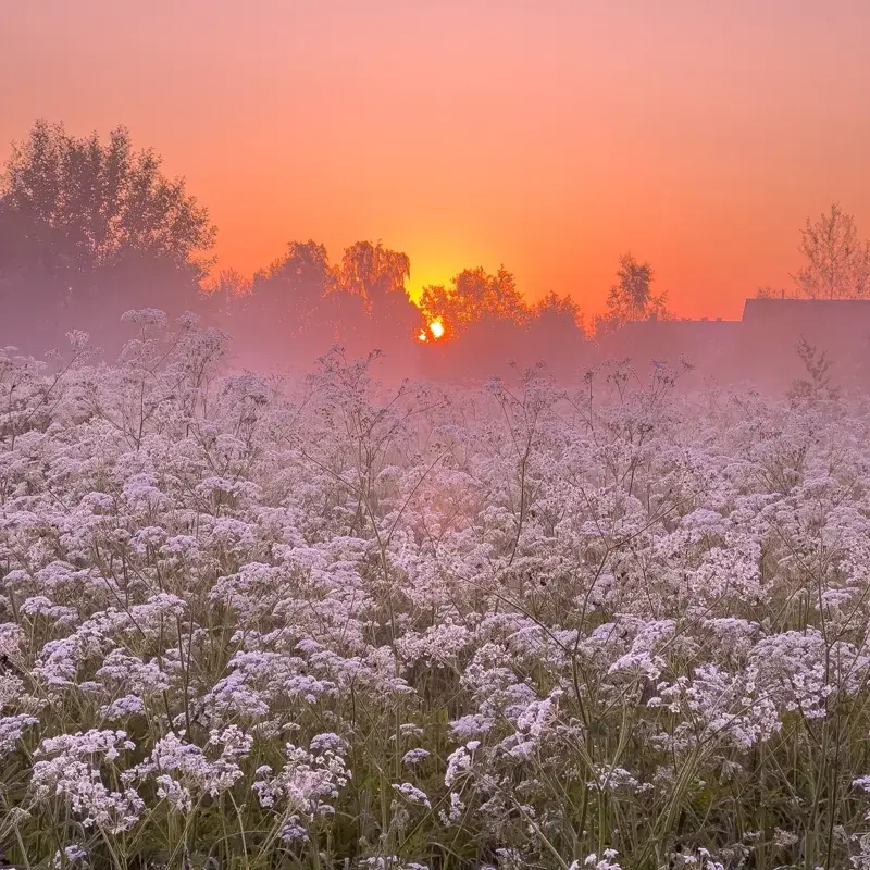 Morning