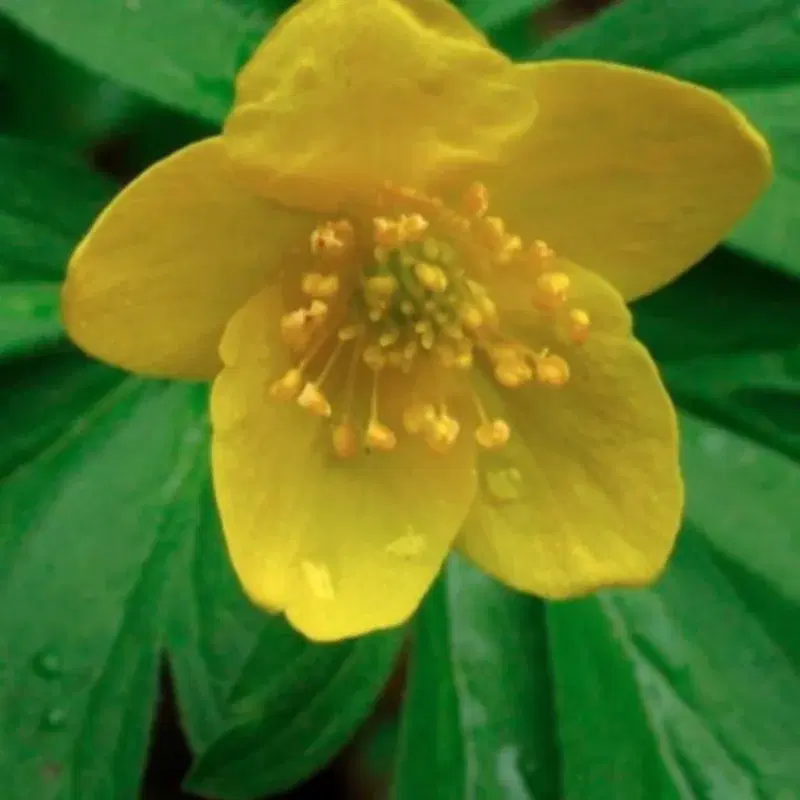 Smørblomsten