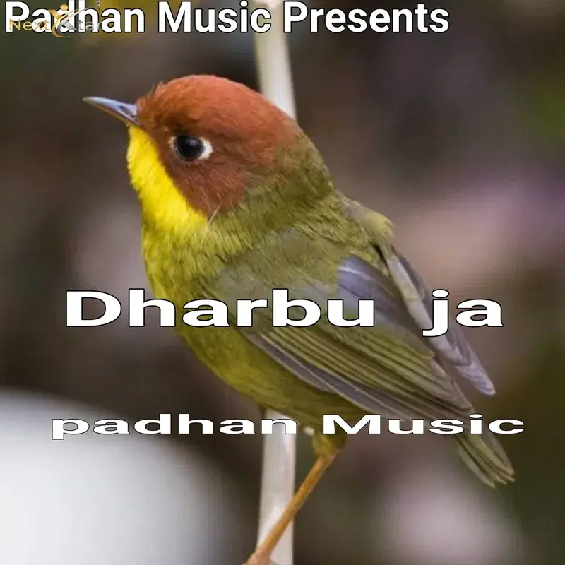 Dharbu Ja