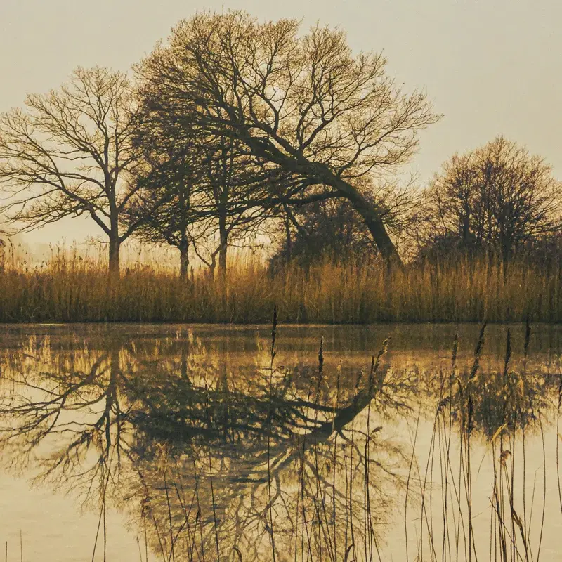 One2TREE