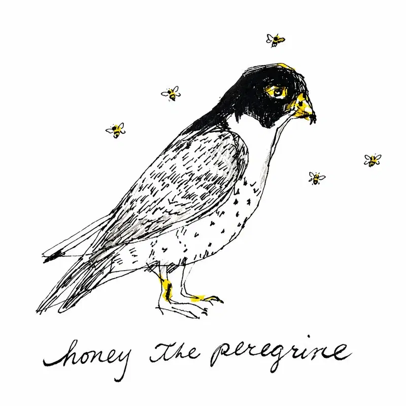 Honey the Peregrine