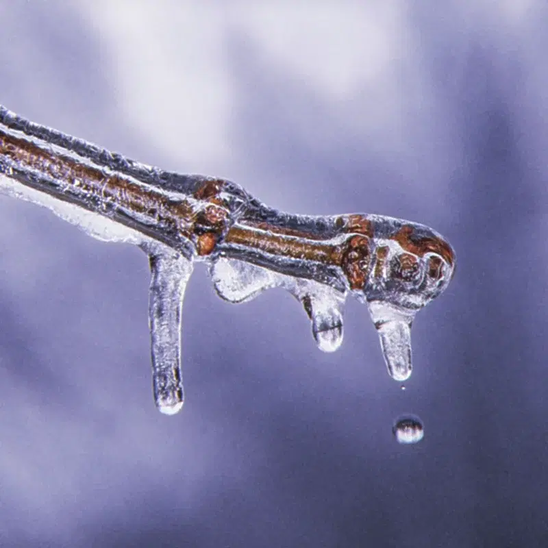 Melt
