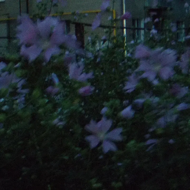 rainy summer