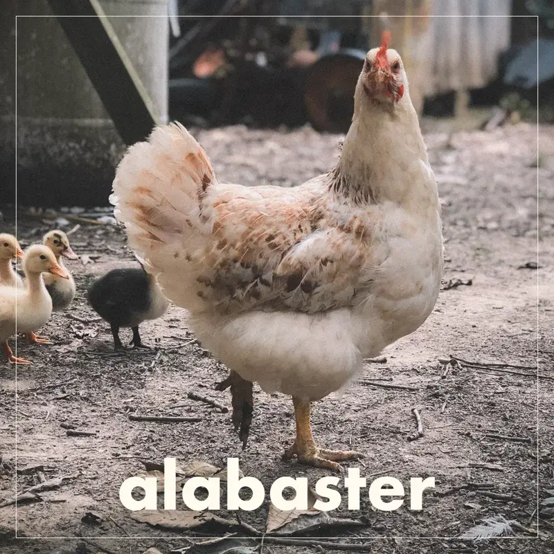 Alabaster