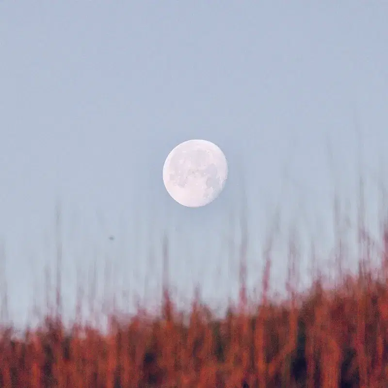 Moonlight