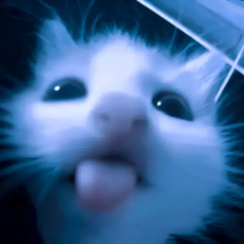 sad meow
