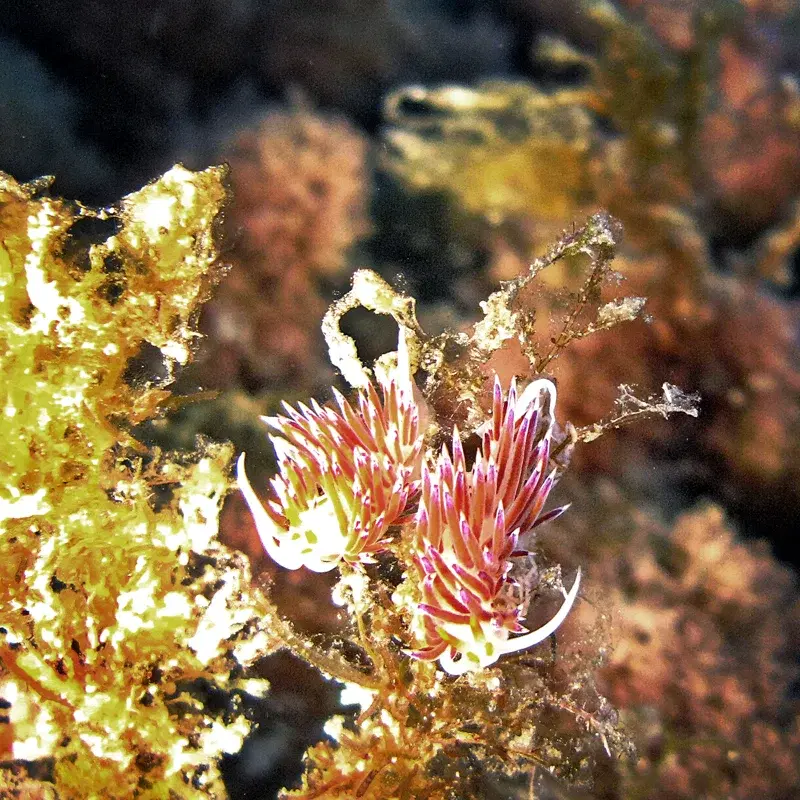 Sea Slugs Vol. 1
