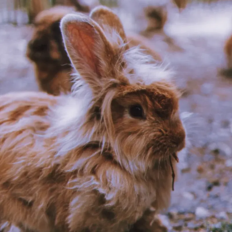 The Rabbit