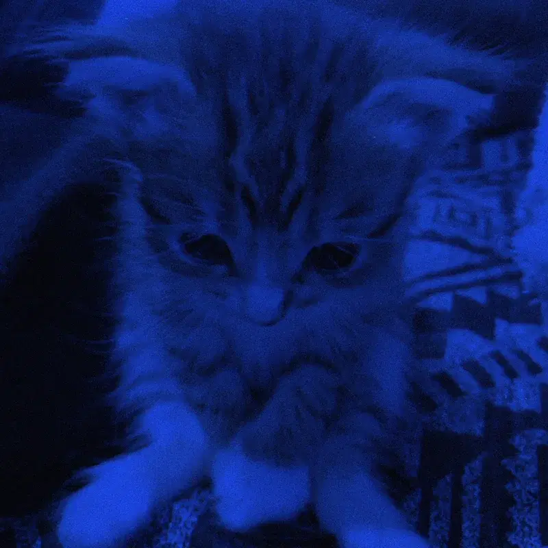 knight kitten