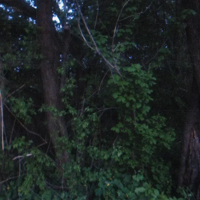 forest