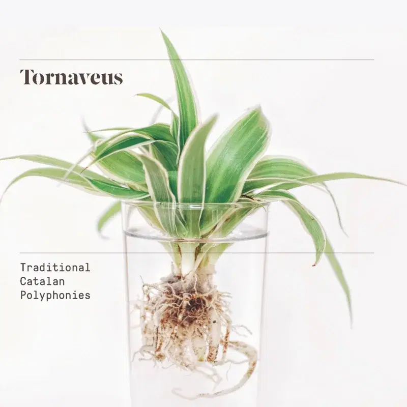 Tornaveus