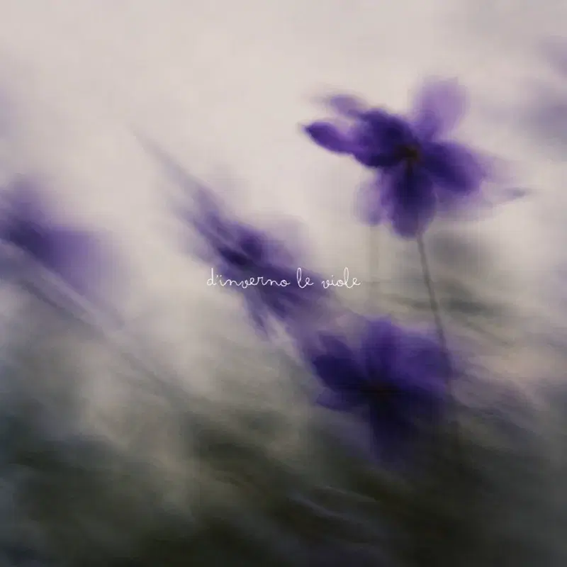 d'inverno le viole