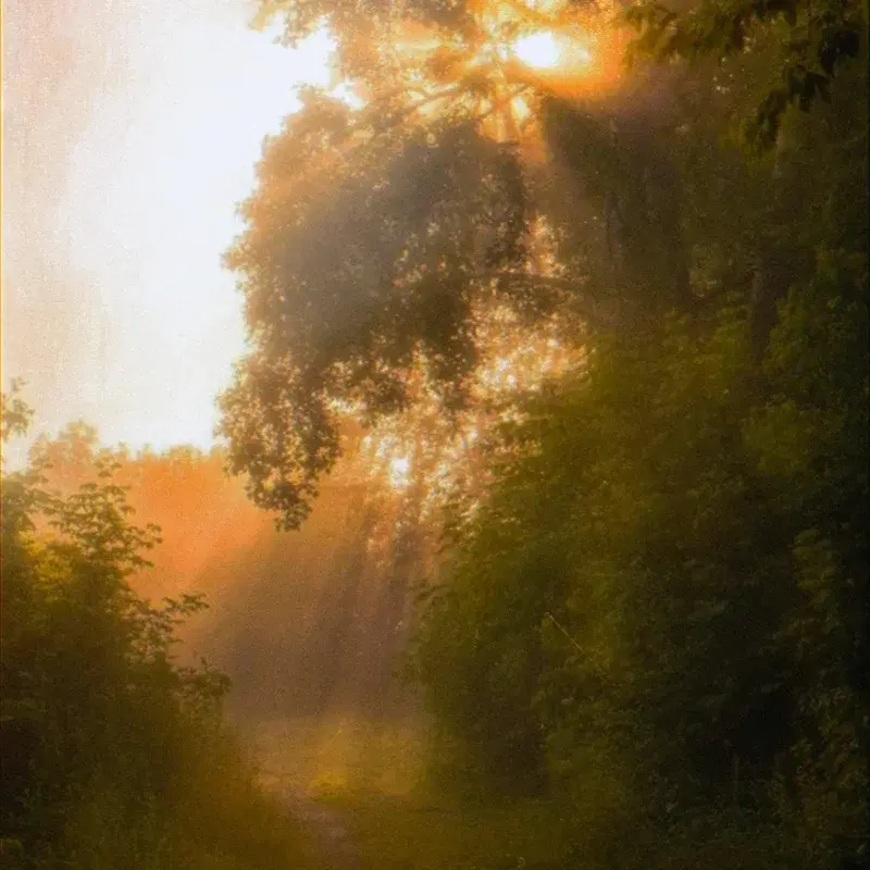 amber traces