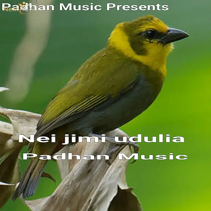 Neijimi Udhulia