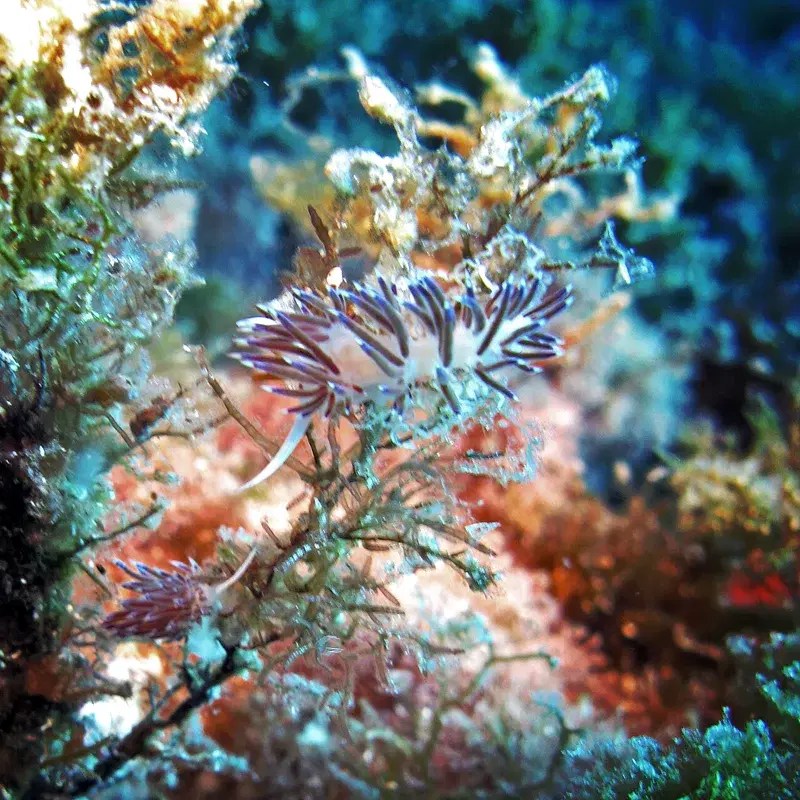 Sea Slugs Vol. 2